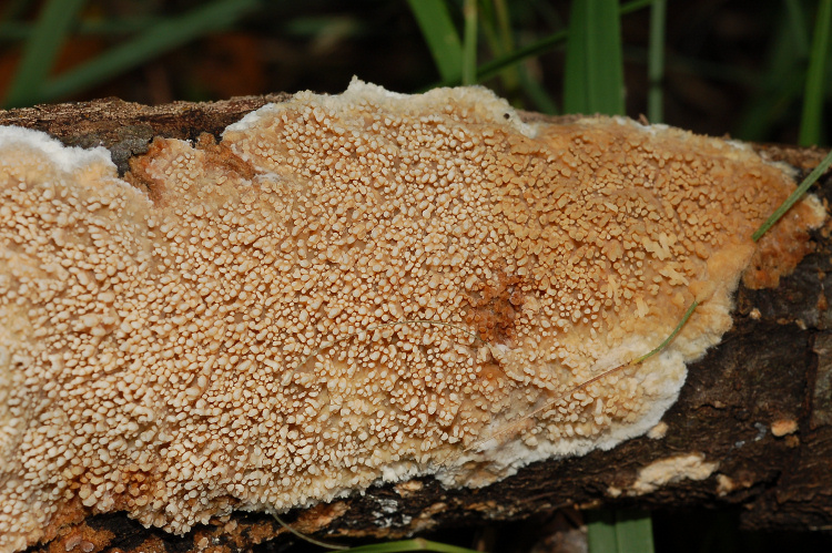 Aphyllophorales a Mondeggi